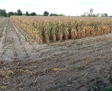 iung, raport, susza rolnicza, niedobór wody