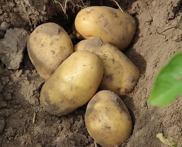 iung, zasiewy, kbw, susza rolnicza