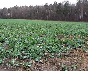 iung, susza w uprawach, rzepak, rzepik