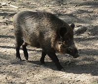 Wirus ASF u dzików ponownie potwierdzony w woj. łódzkim