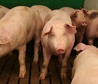 Cena tuczników. W Niemczech trwa stagnacja