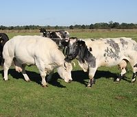 Wirus BTV jesienią szerzy się bardzo szybko. Mamy 15. ognisko choroby