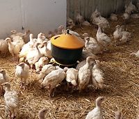 Grypa ptaków ponownie w powiecie iławskim