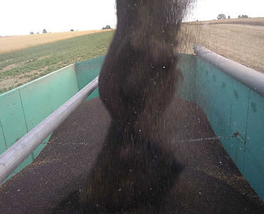 pspo, rzepak, przerób rzepaku, produkcja oleju