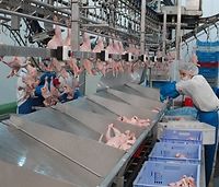 MRiRW: polski drób oraz jaja mogą znowu trafiać do ZEA