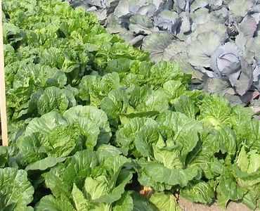 gus, zbiory warzyw, rolnicy, produkcja warzyw