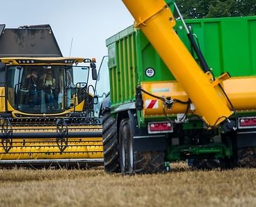 wir, raport żniwny, żniwa, zbiory zbóż