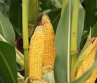 Niewielkie wahania cen zbóż. Skupy znowu płacą mniej za kukurydzę